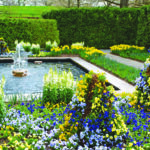 Scented Pansies and Daffodils at Longwood in Pennsylvania