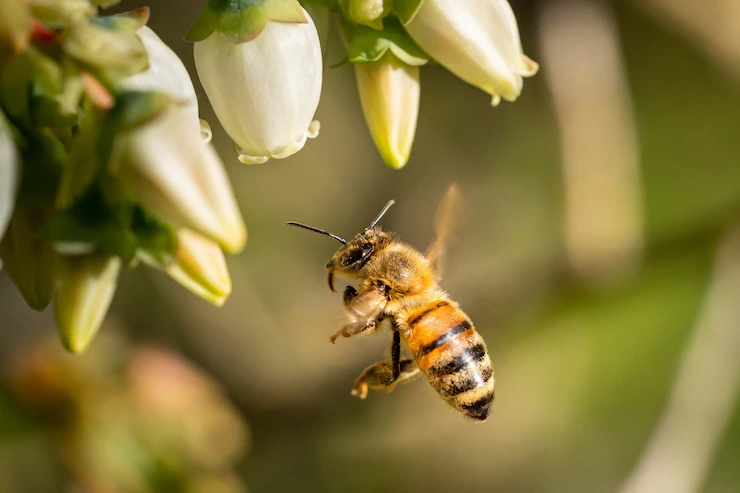 Bee Prepared: How to Treat a Bee Sting